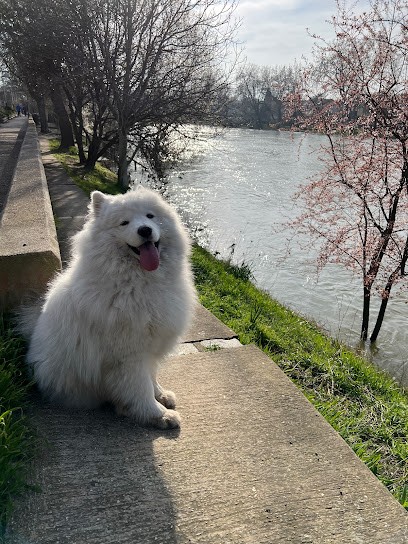 Flamand Arlette, Eleveur de Chiens à Aubigny-sur-Nère