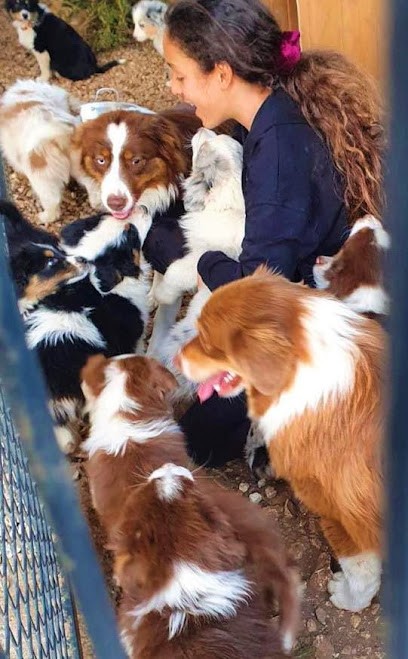 Elevage O Scarlett And Co - Bergers Australiens, Eleveur de Chiens à Arles