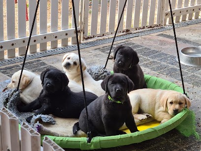 Lack Jacqueline - Elevage du Vallon de la Licorne, Eleveur de Chiens à Steinbourg