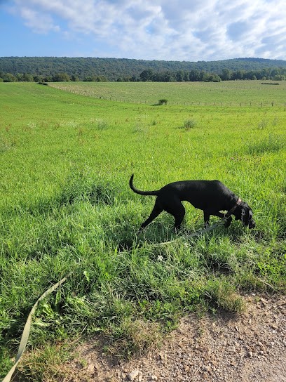 Pension Canine Du Bonheur D'émir, Pension pour Chiens à Vaire