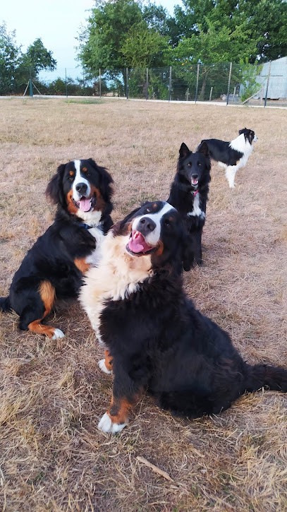 Canis'Attitude : Pension Canine, éducation, Médiation, Pension pour Chiens à Lys-Haut-Layon
