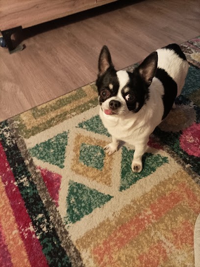 Elevage des N'Gui, Eleveur de Chiens à Melleroy