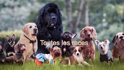 Prestige Canin - Educateur et Comportementaliste Canin, Dresseur de Chiens à Saint-Jorioz