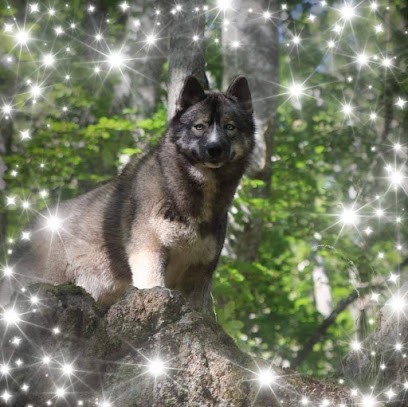 Elevage chiot Husky & samoyede & laika de iakoutie LOF & testés of Moonlight's Rhapsody Cani marche Mediation animale, Eleveur de Chiens à Labrousse