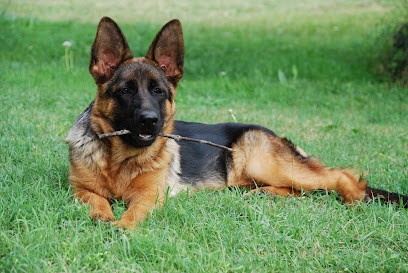 Élevage Berger Allemand Des Loups De L’étoile, Eleveur de Chiens à Simiane-Collongue