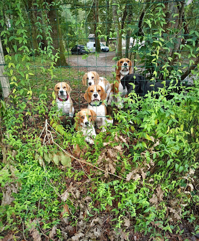 Pension Canine Des Bois De Saint Ge, Pension Pour Chien à Saint-Geours-de-Maremne