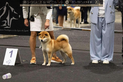 Elevage De Shiba Et Retriever Hoxakam Éleveur De Chiens à Moyaux
