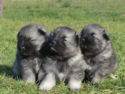 Élevage des terres des forges, Eleveur de Chiens à Lesterps