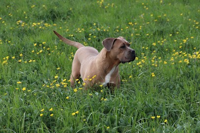Reflets de la calabre, Eleveur de Chiens à Gennes-sur-Seiche