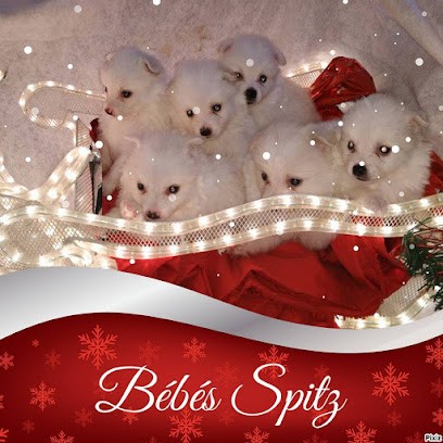 le royaume des vanneaux elevage declare en prefecture de la loire, Eleveur de Chiens à Neaux