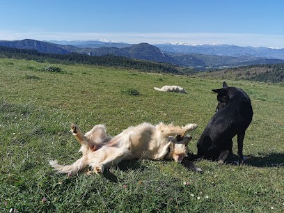 Doglye&co, Pension pour Chiens à Peyrolles