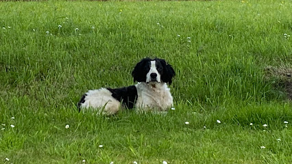 La Patte Bienveillante, Pension Pour Chien à Vald'Yerre
