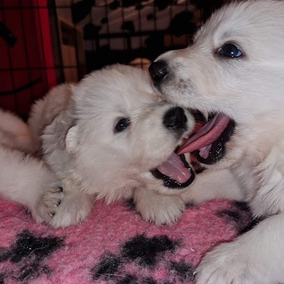 Elevage de berger blanc suisse the paradise of the White wolves, Eleveur de Chiens à Parçay-sur-Vienne