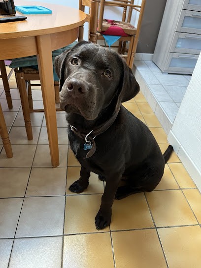 Solène Jonquet éducateur canin, Dresseur de Chiens à Mont-le-Vignoble