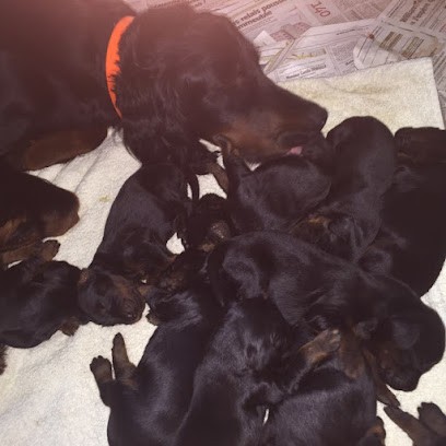 CHIOT SETTER GORDON - SABINE DELAIRE, Eleveur de Chiens à Ambrines