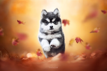 Élevage Pomsky & Berger Américain Miniature - Royaume Des Galopins, Éleveur De Chiens à Beaumont-du-Gâtinais
