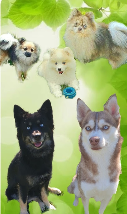 Pom's Lady - Elevage De Pomsky/Spitz Sur Toulouse, Éleveur De Chiens à Labarthe-sur-Lèze