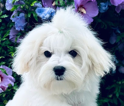 Élevage familial des Merveilles d'Océane. Shih-tzu et Bichons Maltais. Uniquement sur rendez-vous., Eleveur de Chiens à Saint-Firmin-des-Bois