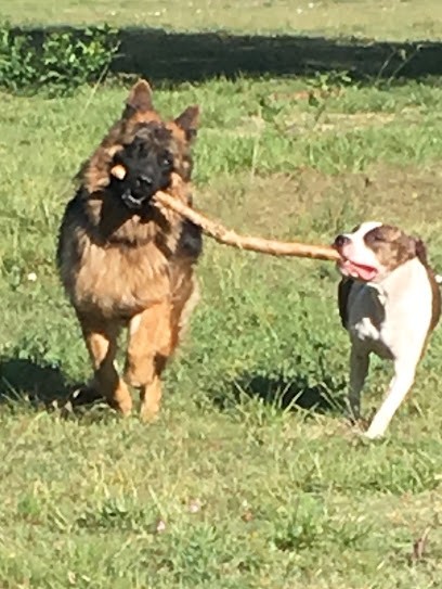 M' Education Canine, Dresseur de Chiens à Pujaut