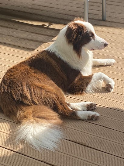 Pension de Lecci, Pension pour Chiens à Lecci