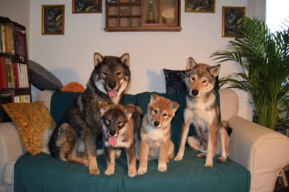 Élevage Shikoku ken du murmure des Ginkgos, Eleveur de Chiens à Bujaleuf