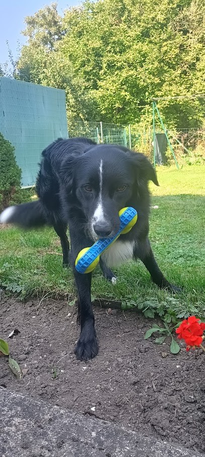 Passion Dogs, Dresseur de Chiens à Moussey