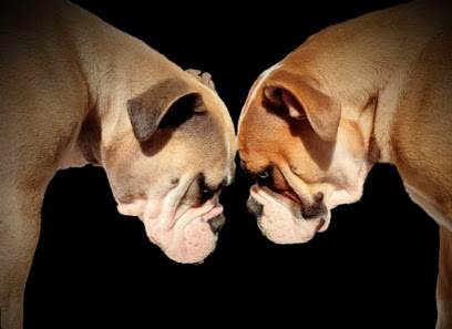 Du Val Doré D'ouréa - Elevage De Bulldog Continental Lof Et Siret, Éleveur De Chiens à Lavelanet