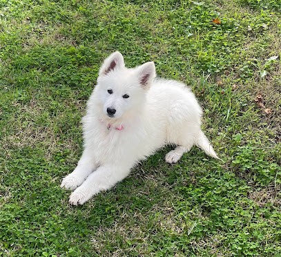 Élevage Canin Du Domaine des Gladiateurs, Eleveur de Chiens à Champagne-Vigny