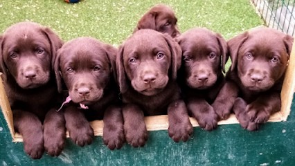Élevage Canin Du Haras Des Ifs, Eleveur de Chiens à Rives-en-Seine