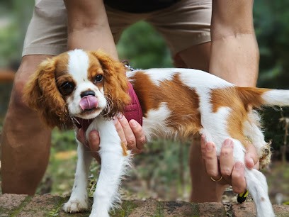 Élevage Du Temps Des Amazones, Eleveur de Chiens à La Capelle-et-Masmolène