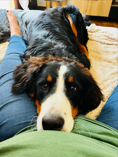 La Colaulau Pension Pour Chien à Genillé