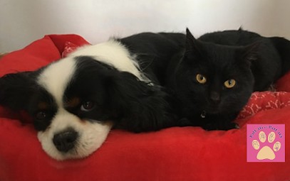 PATT'ATI ET PATT'ATA, Pension pour Chiens à Regnauville