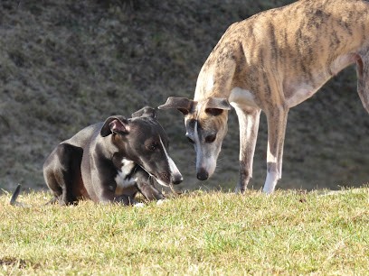 Elevage Du Volcan de la Noble Opale, Eleveur de Chiens à Olby
