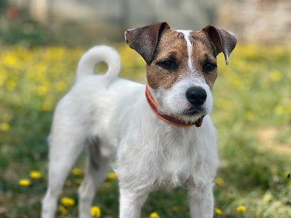 Les Couleurs Canines - Educateurs Canins et Pet-Sitters, Dresseur de Chiens à Rompon