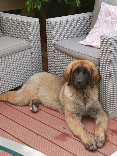 la ferme de la couronne (élevage de leonberg), Eleveur de Chiens à Thun-Saint-Martin