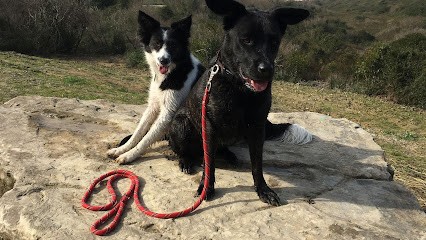 Allez Hop !, Pension pour Chiens à Anglet