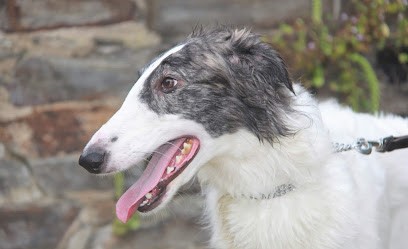 élevage de barzois de l'hermitage d'eole, Eleveur de Chiens à Romorantin-Lanthenay