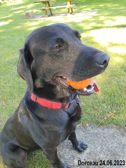 Dog & Co, Dresseur de Chiens à Saint-Cyr-du-Gault