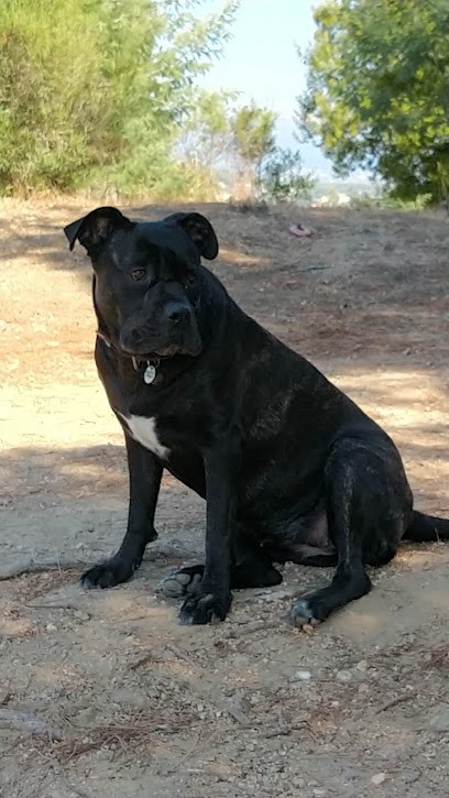 Du Clos D Attila, Eleveur de Chiens à Tourrettes