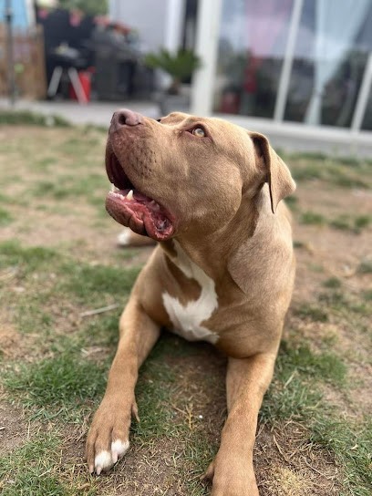 ELEVAGE DES CINQ MAS, Eleveur de Chiens à Marsillargues