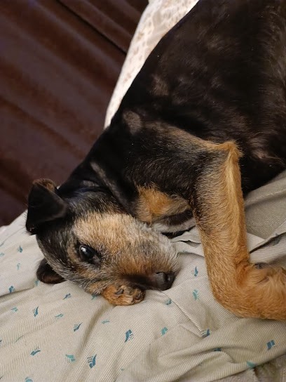 Elevage Le Vert Logis, Eleveur de Chiens à Chazelles-sur-Lyon