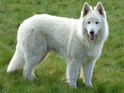 La Vallée Des Bergers Blancs : Élevage Et Vente De Chiots Berger Blanc Suisse (Limousin), Eleveur de Chiens à Fromental