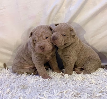 Elevage du domaine de Sharpei Diem, Eleveur de Chiens à Brioude