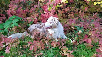 Coach Canin Michel Hainak, Dresseur de Chiens à Savigny-sur-Orge