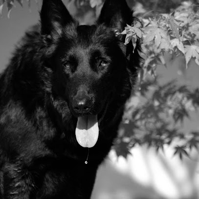 Elevage Du Clan Macval, Éleveur De Chiens à Bonnac-la-Côte