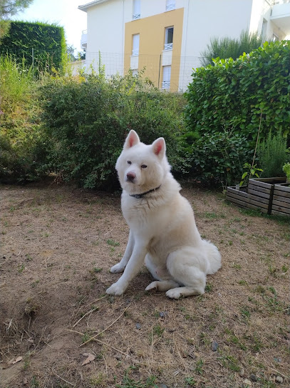 L'école Des Woofs Dresseur De Chiens à Mont-de-Marsan