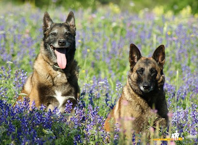 DAKIRA, Dresseur de Chiens à Saint-Martin-de-Queyrières