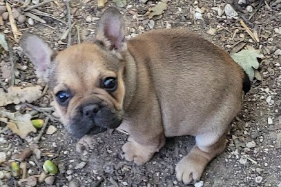 Elevage Familial De Bouledogue Français, Eleveur de Chiens à Bessières