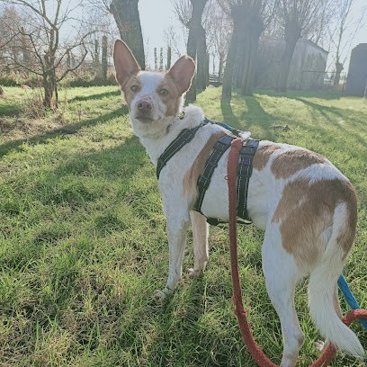 Lindsay Vandenbosch - éducateur Comportementaliste Canin, Dresseur de Chiens à Saint-Folquin