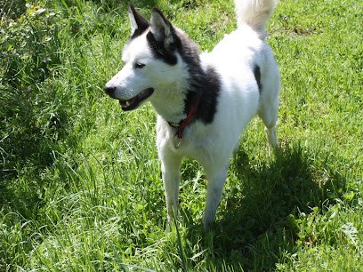 Pension Canine CHEZ NOUS, Pension pour Chiens à Vinzier